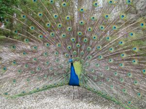 a peacock with its feathers out is shown at Manoir de la Marjolaine in Cabourg