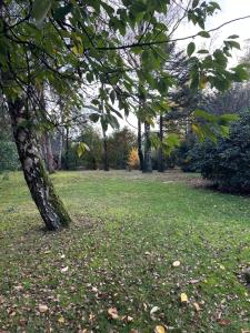 ein Baum auf einem Feld mit Blättern auf dem Gras in der Unterkunft Ferien ind Monteur Wohnung Maiglöckchen mit zwei Schlafzimmern in Wildeshausen