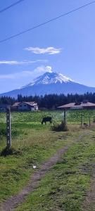 a horse grazing in a field with a mountain in the background at Cuscungo Cotopaxi Hostel & Lodge in Chasqui