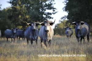 にあるComplejo Rural Dehesa de Itueroの畑に立つ牛の群れ