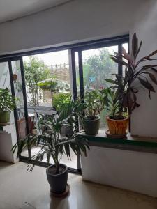 un groupe de plantes en pot assise sur un rebord de fenêtre dans l'établissement Pied a terre in Ouakam, à Ouakam