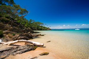 einen Strand mit einem Ast auf dem Sand in der Unterkunft Appartement climatisé 50m2 centre du village in Porquerolles