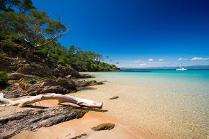 a beach with a tree branch laying on the sand at Appart neuf 50m² Porquerolles centre du village in Porquerolles