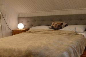 a large brown dog laying on a bed at Odpocznij in Dąbrówka