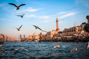 een zwerm vogels die over het water vliegen in een stad bij Rove Healthcare City - Bur Dubai in Dubai