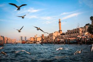 a flock of birds flying over the water in a city at Rove Healthcare City - Bur Dubai in Dubai