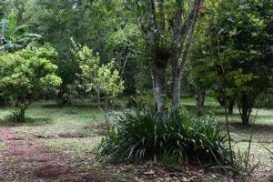 a plant in the middle of a field with trees at Yerbas del Paraiso in El Soberbio