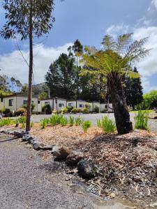 a gravel driveway with trees and plants at Zeehan Bush Camp in Zeehan