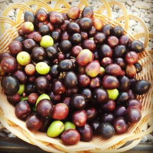 una cesta llena de diferentes tipos de fruta en jabal shams moon, en Al Ḩamrāʼ