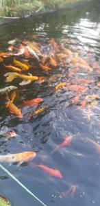a group of fish swimming in a pond at Mộc Hoa Viên in Ấp Thiện Lập