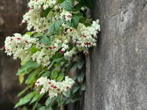 Zahrada ubytování Bale Asri Bukit Jimbaran