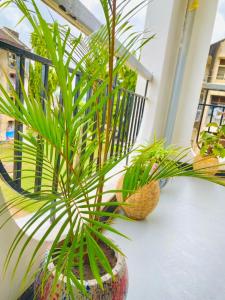 Una pianta in un vaso, seduta su un portico. di Drew Apartment Tanga a Tanga