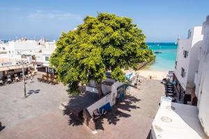 an overhead view of a tree next to a beach at 4rooms Fuerteventura in Corralejo