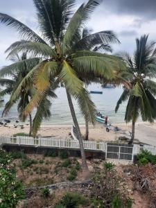 Deux palmiers sur une plage au bord de l'océan dans l'établissement Le Petit Paradis, à Trou dʼ Eau Douce