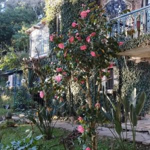 een rozenstruik voor een huis bij Passo dos Bugios in Canela