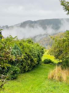 una fila de arbustos en un campo con niebla en el fondo en Ferienhaus Doina, en Gehlberg