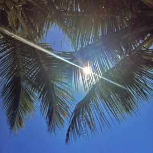 eine Palme, durch die die Sonne scheint in der Unterkunft Casa com piscina em Pontal do Paraná - Balneário de Ipanema in Pontal do Paraná