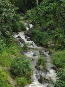 um riacho no meio de uma floresta em Pepper Vines Homestay em Chikmagalur