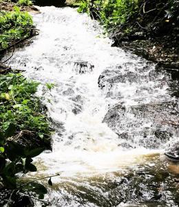 um pequeno riacho de água no meio de um rio em Pepper Vines Homestay em Chikmagalur