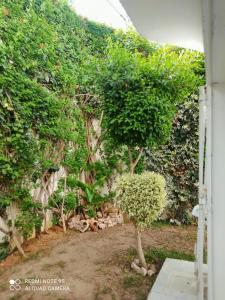 um jardim com uma pequena árvore em frente a uma parede em Villa avec j'ardin em Ariana