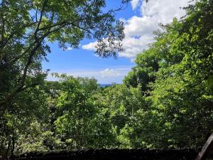 een uitzicht op een bos van bomen met een blauwe lucht bij cabane entre les arbres in Deshaies