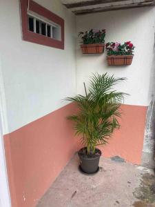a plant in a pot sitting next to a wall at A Bless Apartamento in Salento