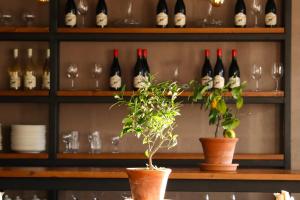 a shelf of wine bottles and potted plants at Alpine Lounge Kazbegi in Stepantsminda