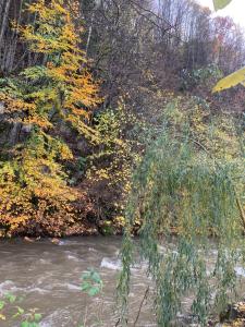 a branch hanging over a river with trees in the background at Pensiunea Grapini in Şanţ