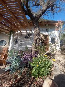 a garden with a tree and some flowers at Ecohostel Tay Pichin in San Marcos Sierras