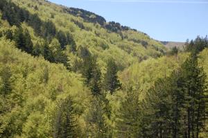 una collina piena di alberi verdi di Rifugio Casello Margherita a Camigliatello Silano