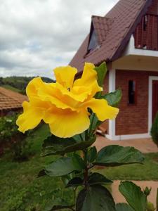 a yellow flower in front of a house at O CHALÉ in Olímpio Noronha