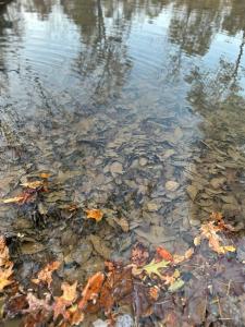 a body of water with leaves in the water at Livin on the Edge Cabin in Albert Pike, Brand New! in Caddo Gap