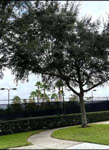 a tree in a park next to a fence at Parkside at Avalon Park in Orlando