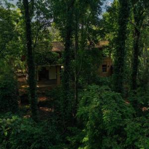 une maison au milieu d'une forêt d'arbres dans l'établissement Weralugama Forest House, 