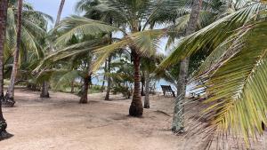 a group of palm trees on a beach with a bench at Ocean Dream Villa in Ushongo Mabaoni