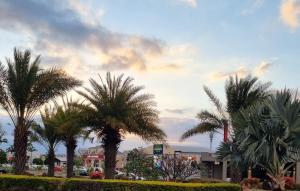 a group of palm trees in a parking lot at Cside Escape Villa in Rivière Noire