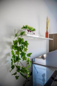 una pianta su un tavolo bianco con mensola con piante di Brewmaster Residence a Is-Swieqi