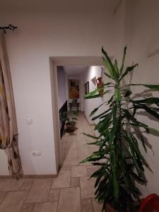 Fotografie z fotogalerie ubytování Hostal Fenix v destinaci Jerez de la Frontera