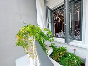 a plant sitting on the steps of a window at Milanesa Hotel and Apartment in Vung Tau