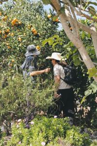 Santa Maria de Guia de Gran Canaria的住宿－Ecofinca Selva Doramas，两个人从橘子树上采橘子