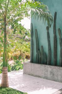 a group of cacti sitting next to a wall at Cactus Lodge Pipa in Pipa