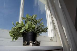 uma planta em vasos sentada no parapeito da janela em Lovely flat in Notting Hill- 1 min to the tube em Londres