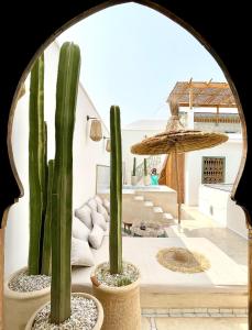 a group of cacti in pots in a living room at RIAD ILYM - Riad privatif Marrakech Medina in Marrakesh