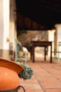 Eine Vase mit einer Pflanze neben einem Tisch. in der Unterkunft Finca Valentina in El Encón