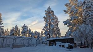 a group of trees with snow on them at Aurora Wilderness Cones in Gällivare +8 photos