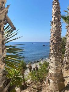 a palm tree on a beach next to the ocean at Sea Escape 2 in Almuñécar