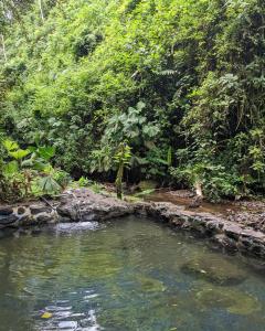 a pool of water in the middle of a forest at Princesa de la Luna Ecolodge in Fortuna