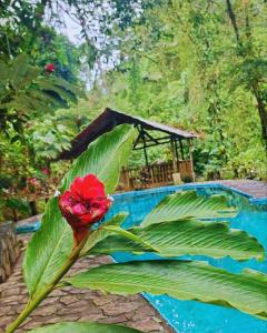 une fleur rouge sur une plante feuillue à côté d'une piscine dans l'établissement Princesa de la Luna Ecolodge, à Fortuna
