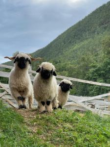 un grupo de ovejas de pie en la cima de una colina en Koselig dyregård i Tromsø, en Tromsø