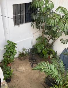 een kamer met een bos planten en een raam bij Best Location in Sayulita + Walk to Everything in Sayulita